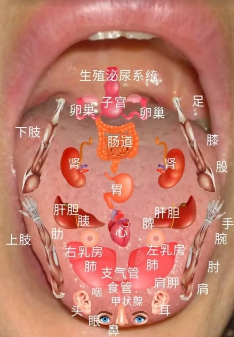 舌头对应的脏腑