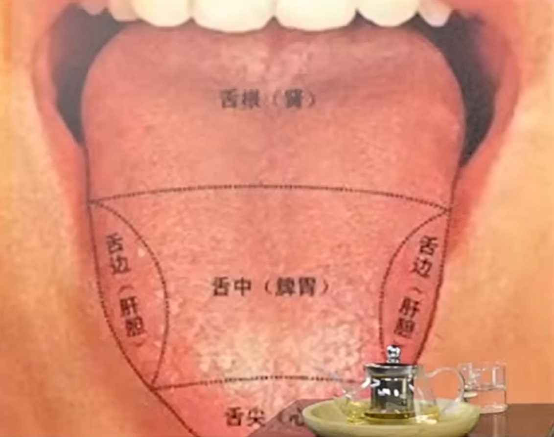 舌诊脏腑定位图