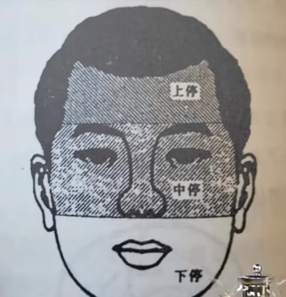 面部分区图